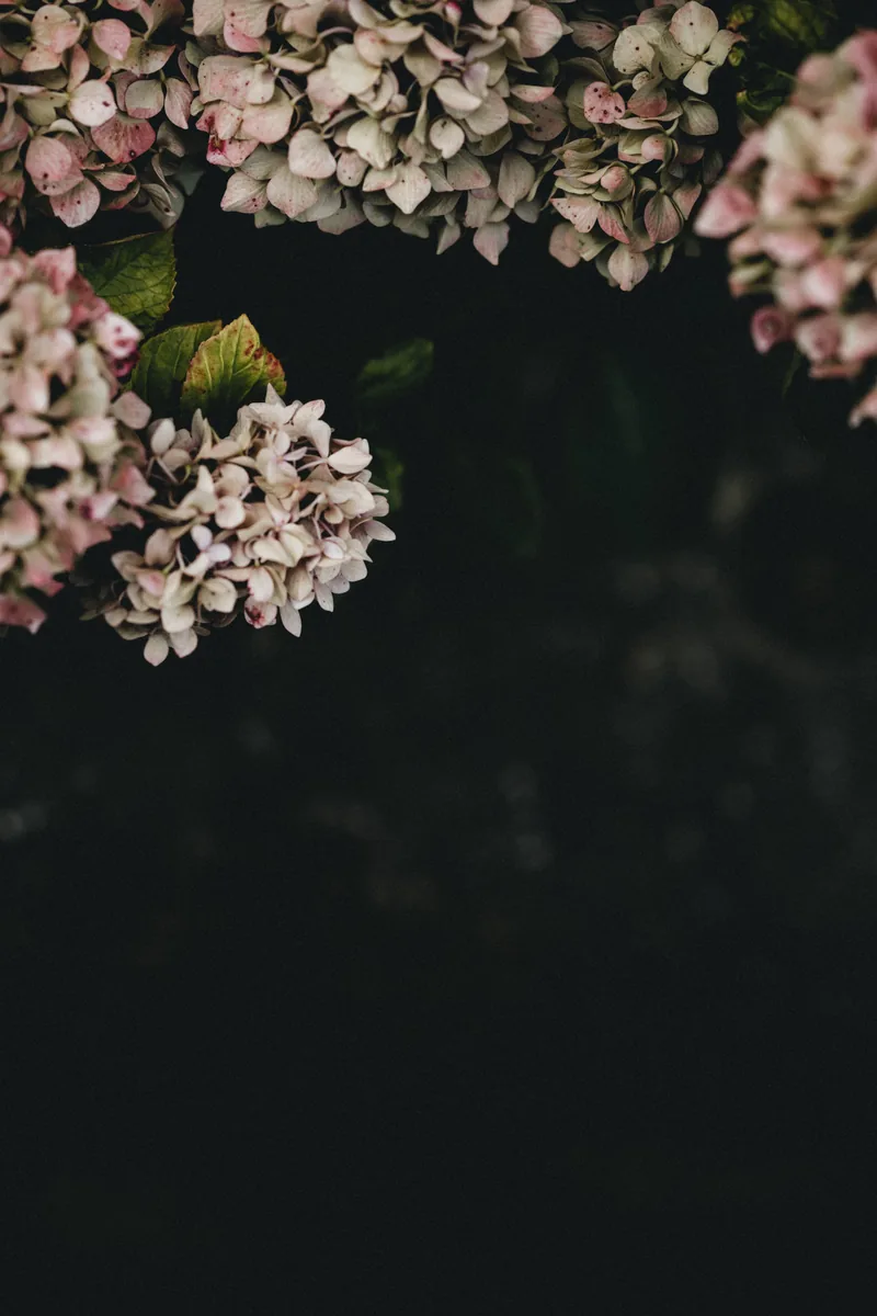 Soft mauve hydrangeas in the spring photograph used in the Harvest book.
