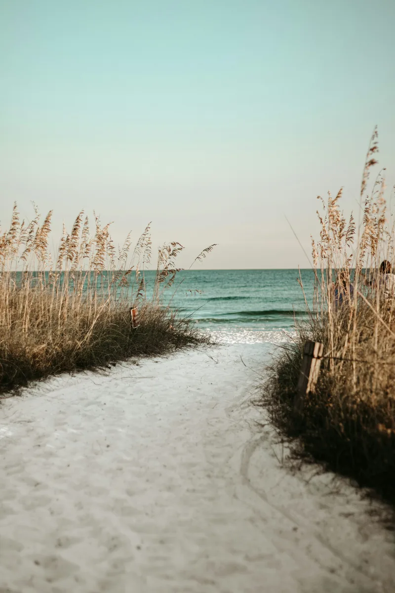 A sandy path through beach grass leading toward the sea, from the Harvest book’s summer opening.