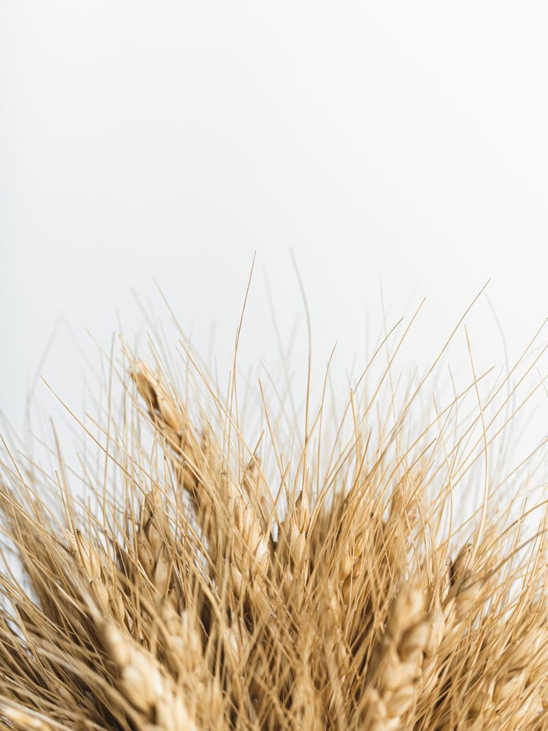 A field of golden wheat leaning together in the late-summer light.